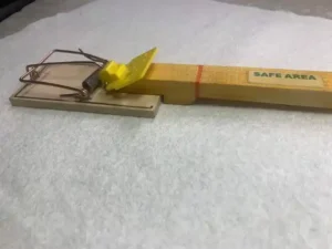The Mouse Trap Safety Wedge in use with the square bait trigger type mouse trap
